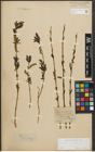 Foto von Salix purpurea L.